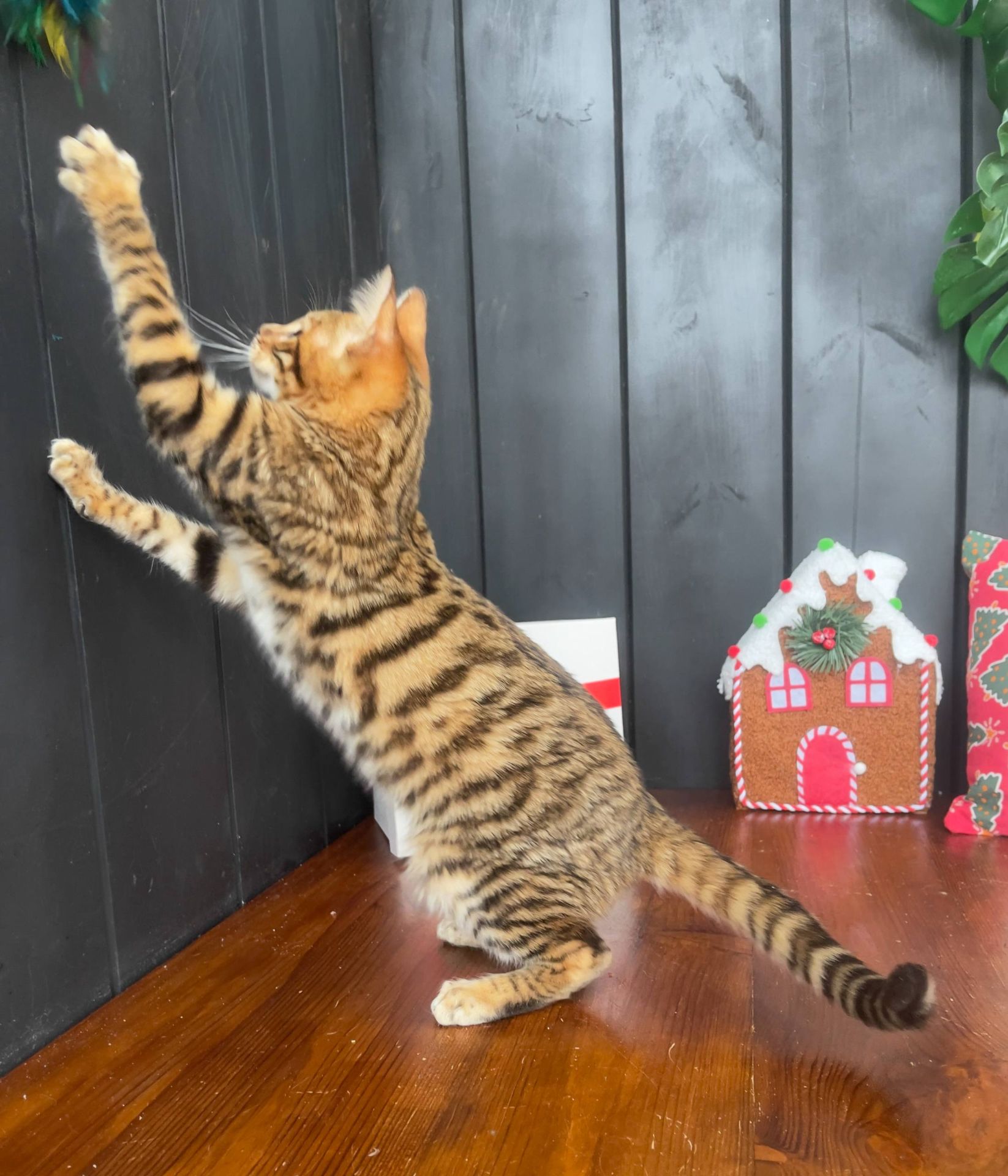 Котик породи тойгер