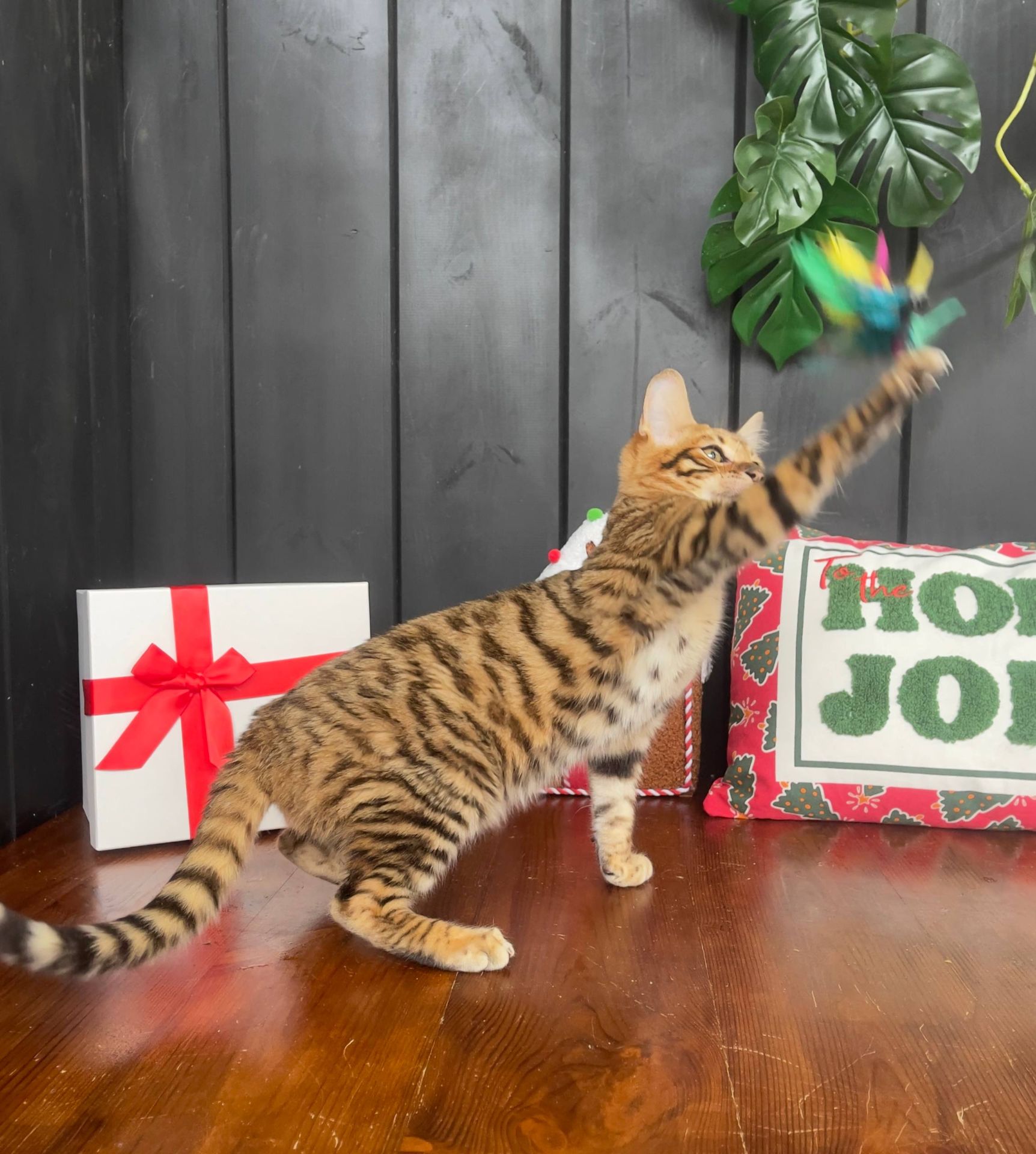 Котик породи тойгер