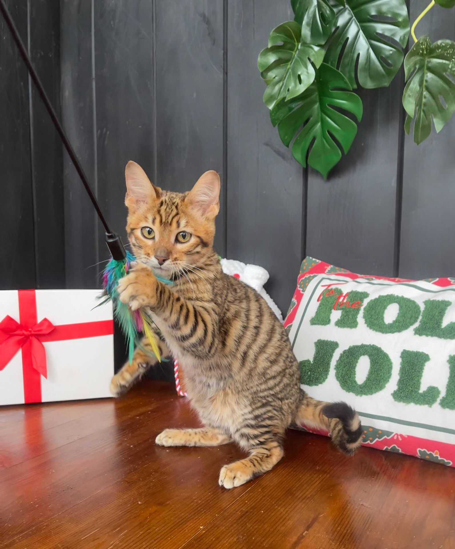 Котик породи тойгер