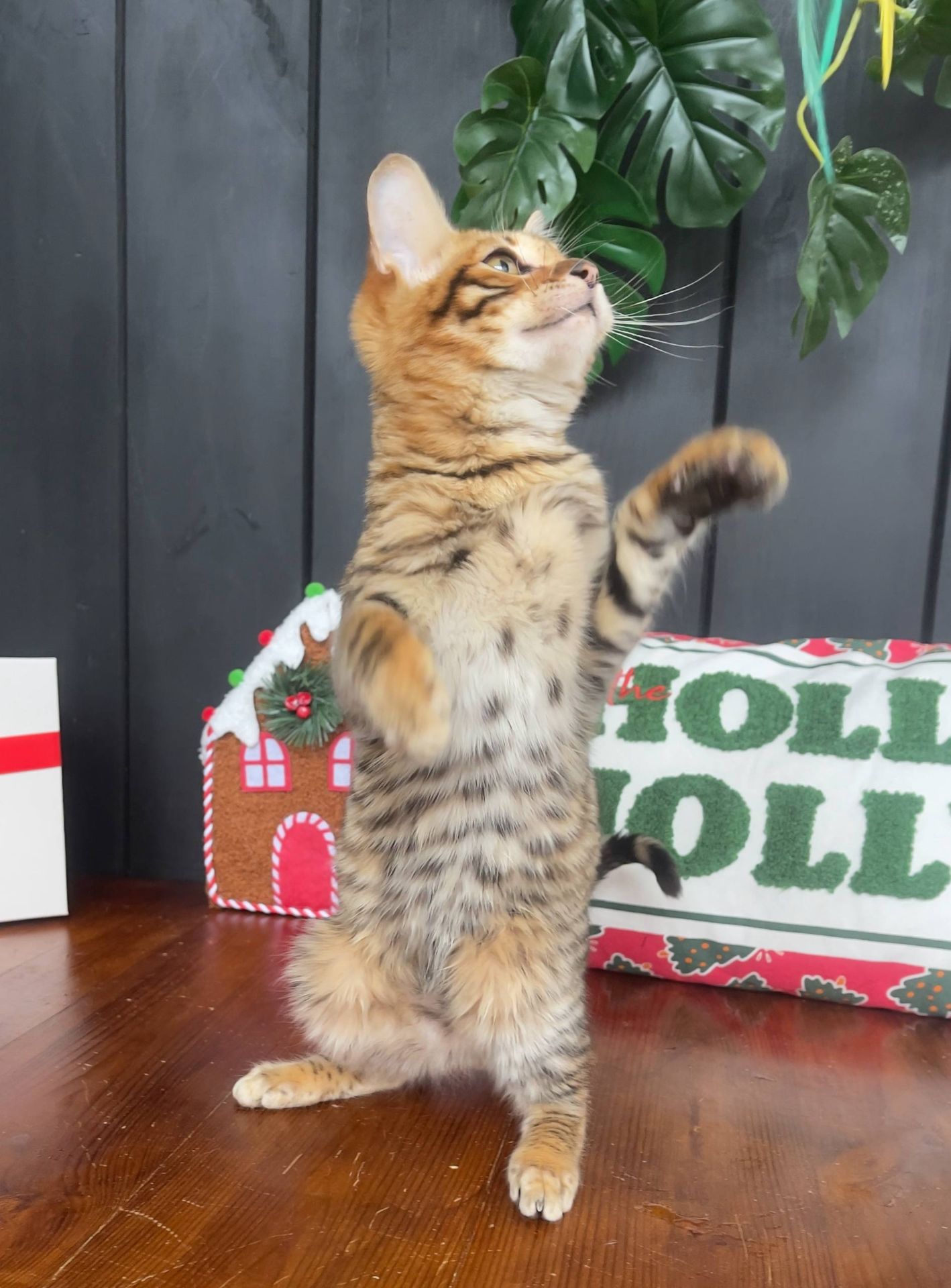 Котик породи тойгер