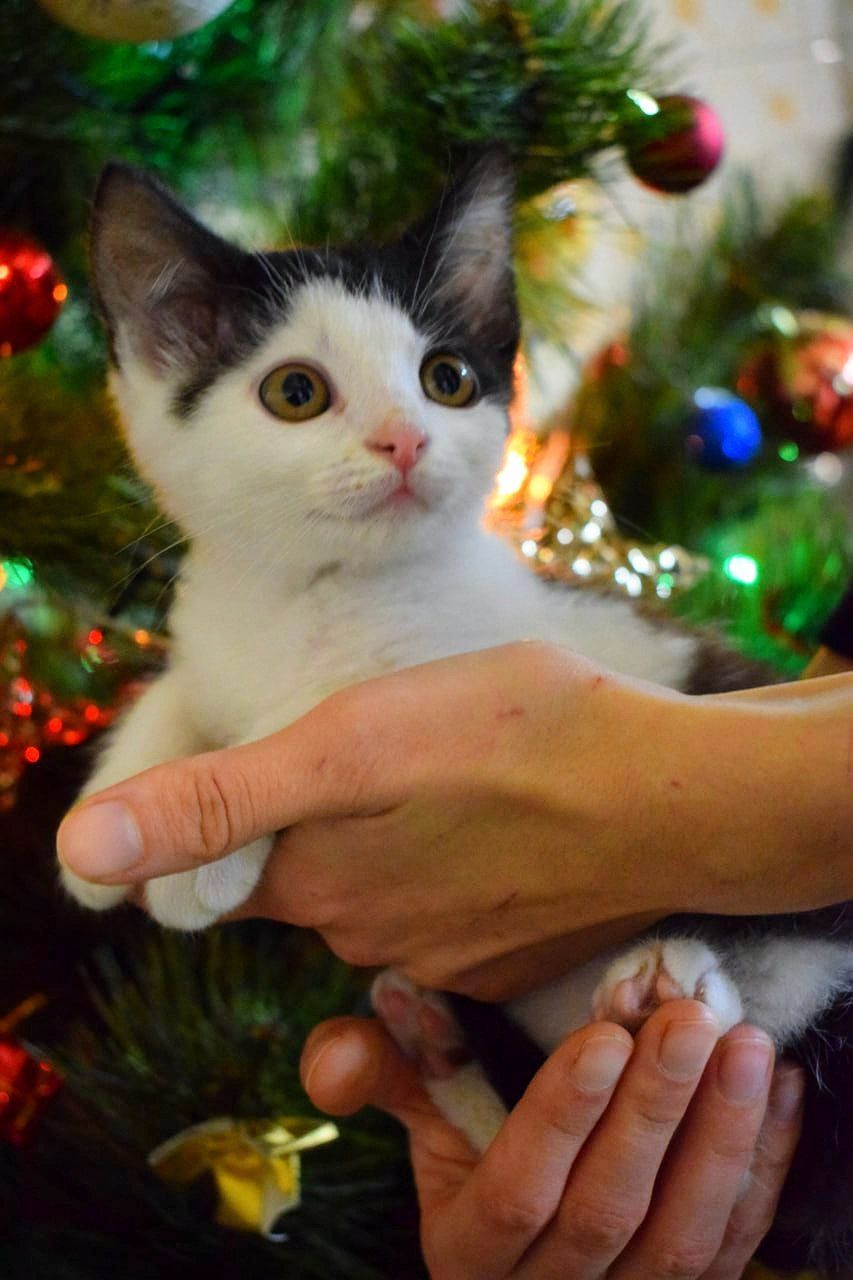 Кошенятко хлопчик