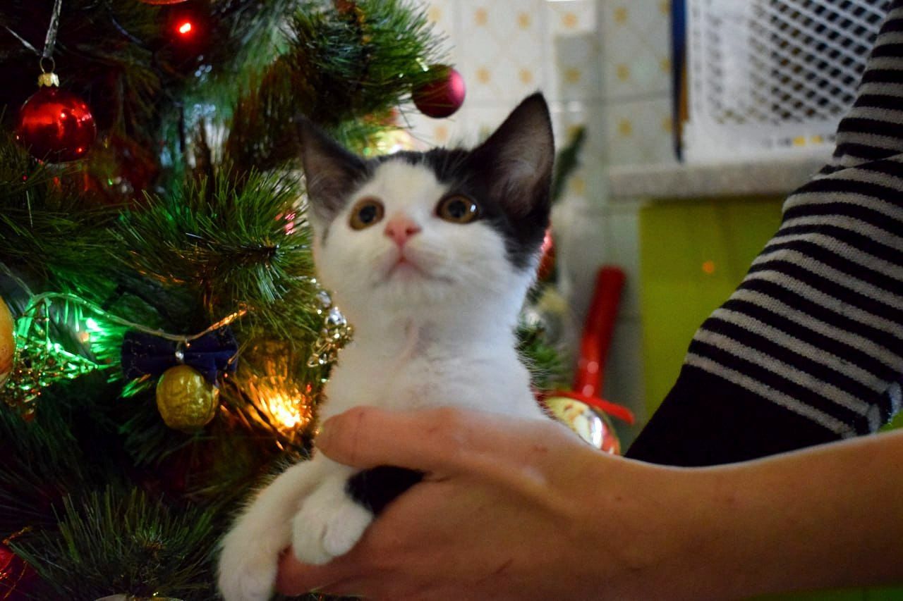 Кошенятко хлопчик