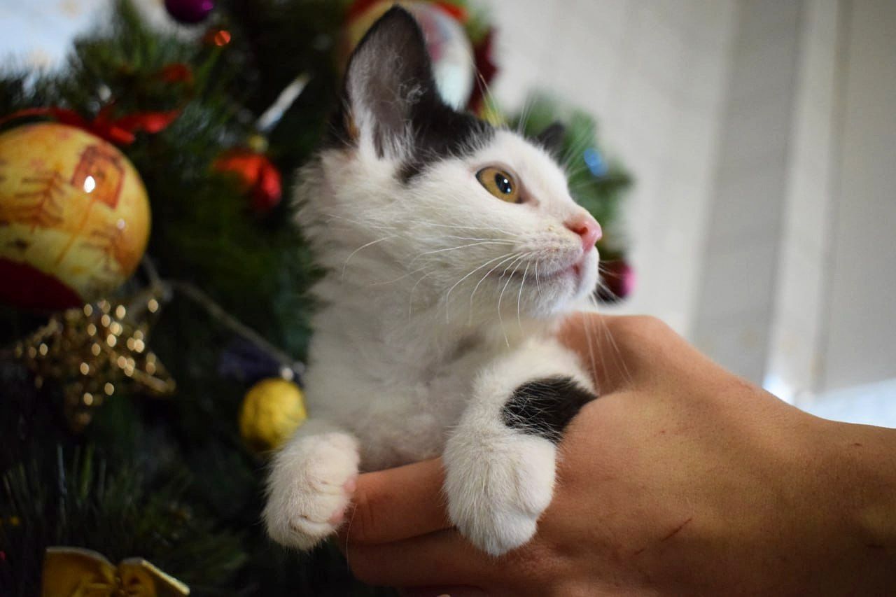 Кошенятко хлопчик