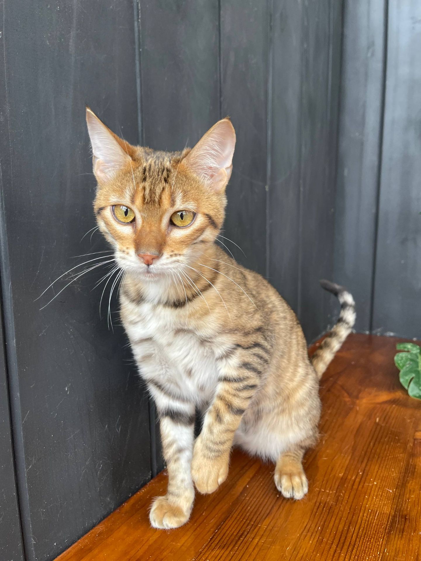 Дівчинка Джумбалая, порода Тойгер