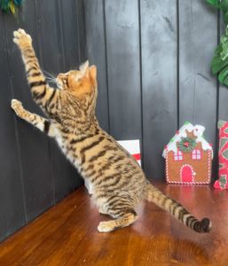 Котик породи тойгер