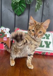 Котик породи тойгер