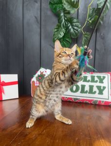 Котик породи тойгер