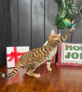 Котик породи тойгер