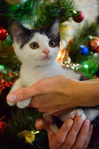 Кошенятко хлопчик