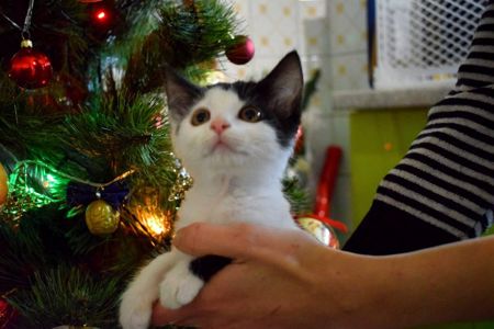 Кошенятко хлопчик