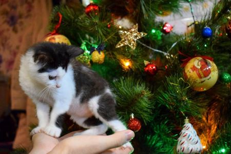 Кошенятко хлопчик