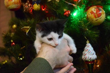 Кошенятко хлопчик