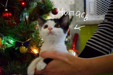 Кошенятко хлопчик