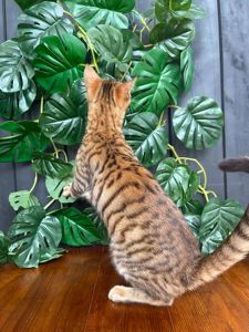 Дівчинка Джумбалая, порода Тойгер