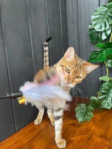 Дівчинка Джумбалая, порода Тойгер