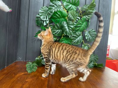 Дівчинка Джумбалая, порода Тойгер