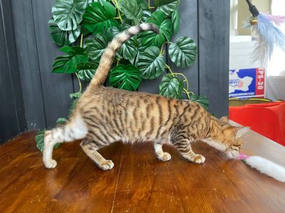 Дівчинка Джумбалая, порода Тойгер