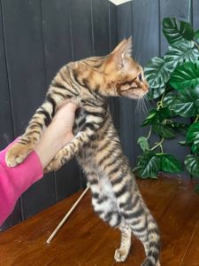 Тойгер дівчина Інді