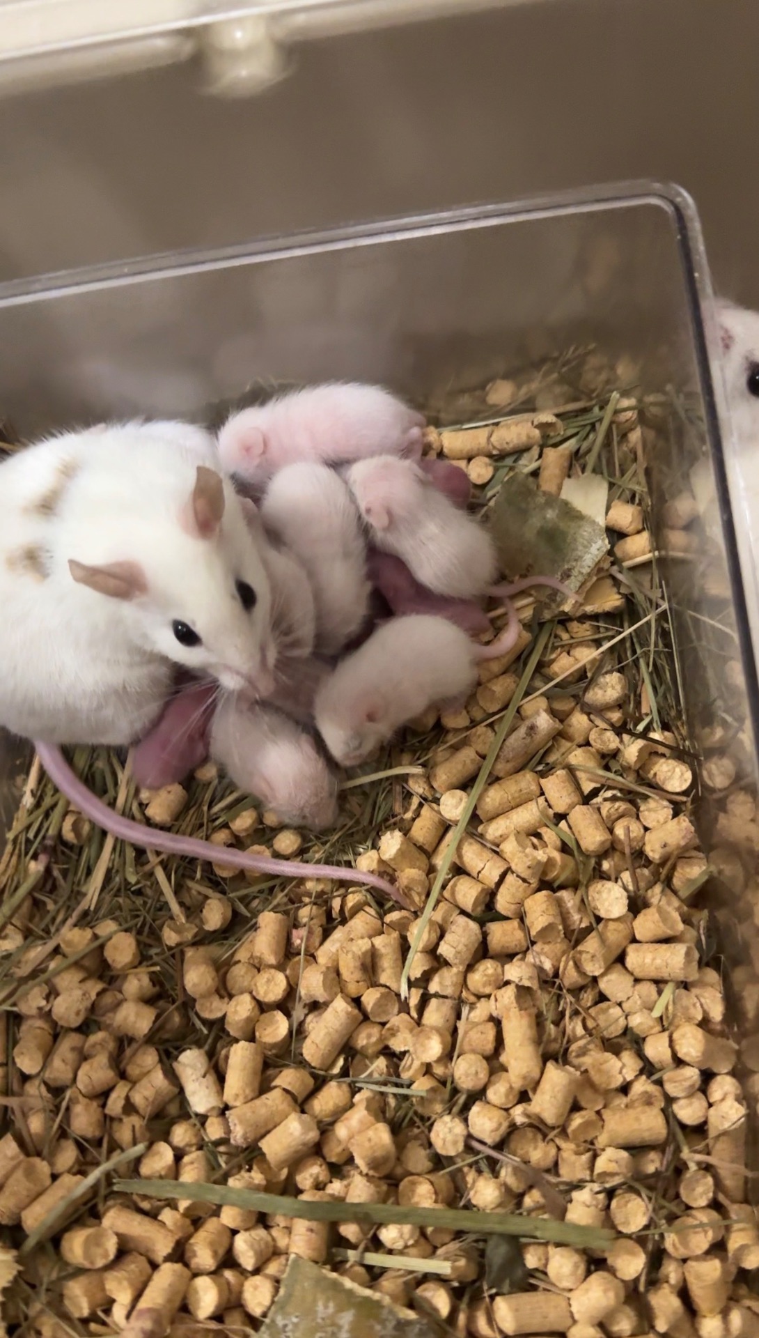 Мастомис белые мыши