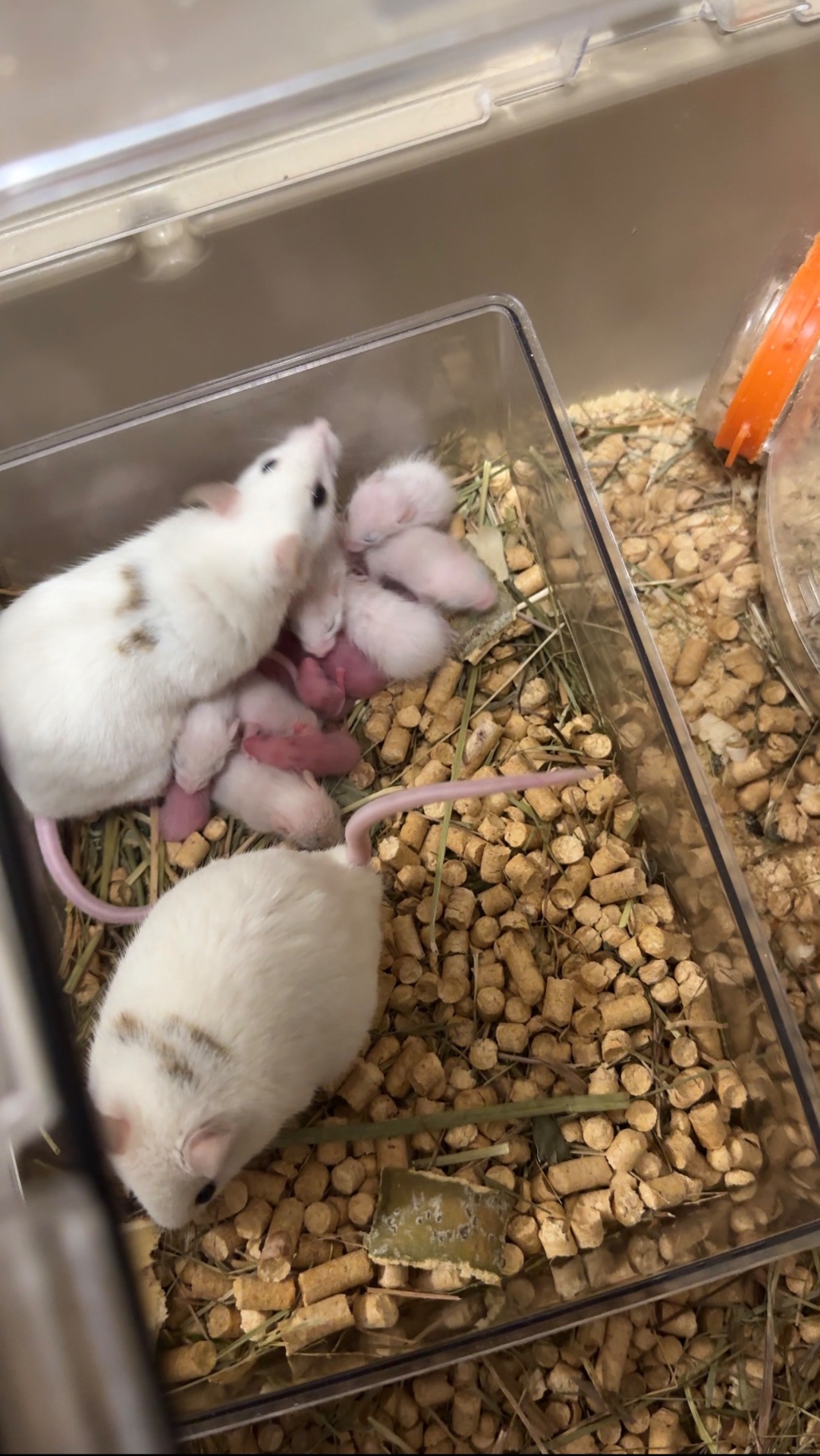 Мастомис белые мыши