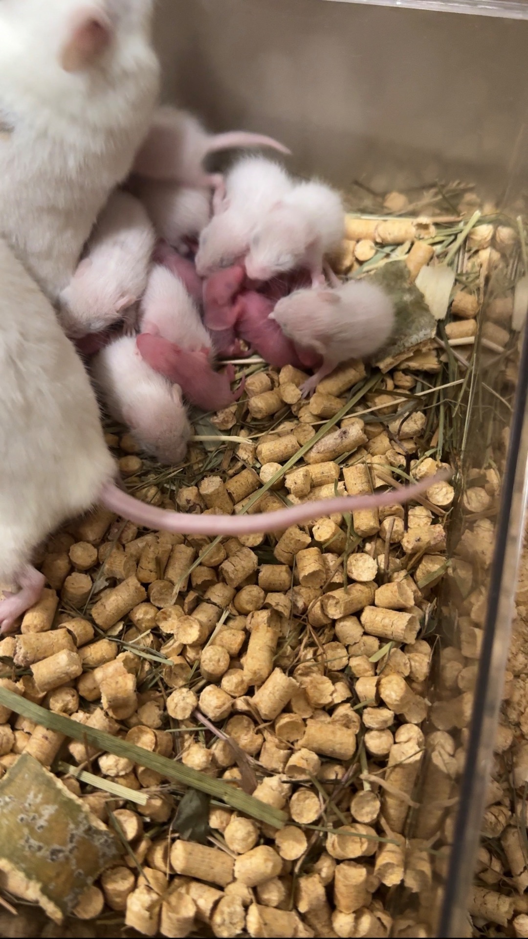 Мастомис белые мыши