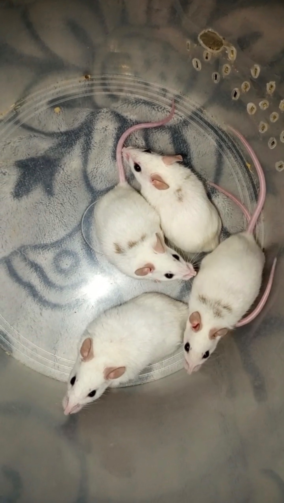 Мастомис белые мыши