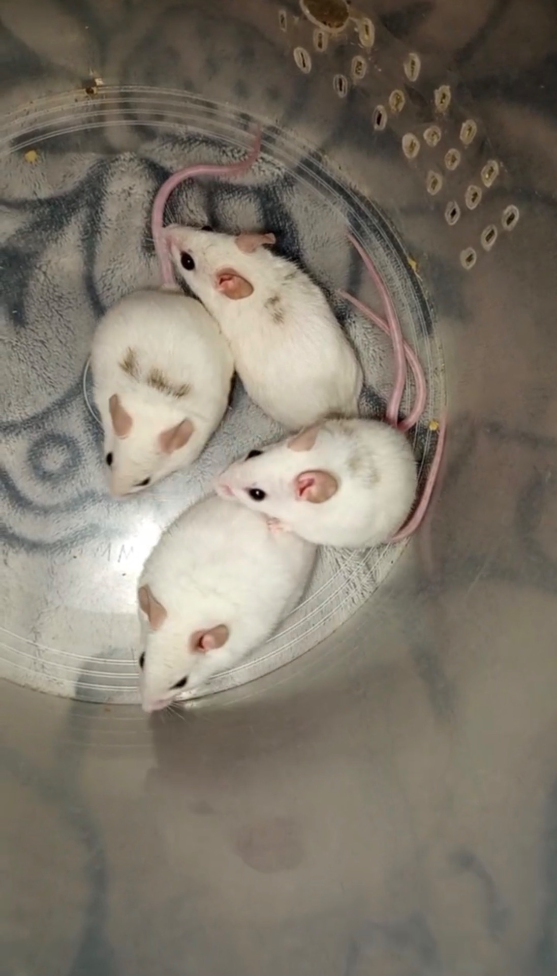 Мастомис белые мыши