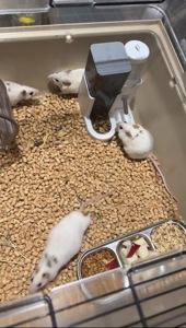 Мастомис белые мыши