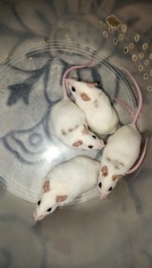 Мастомис белые мыши