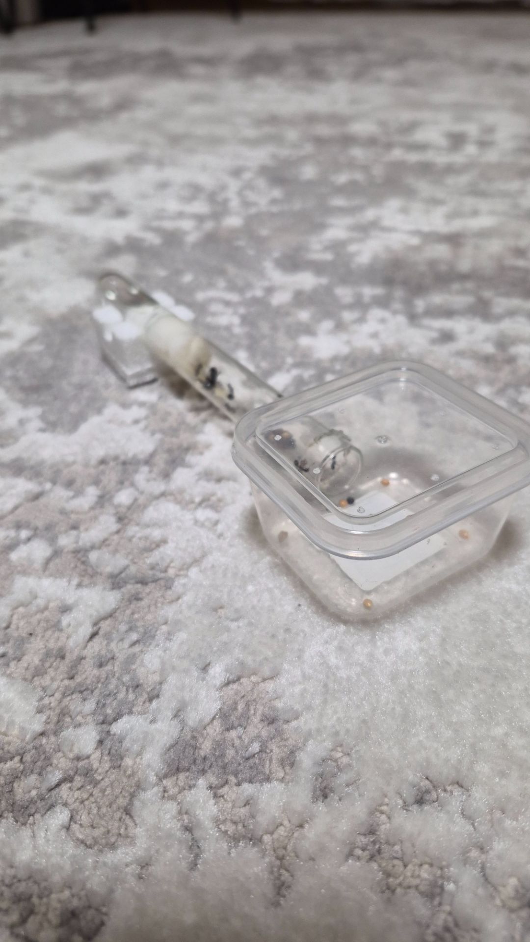 Муравьи вид Мессор структор