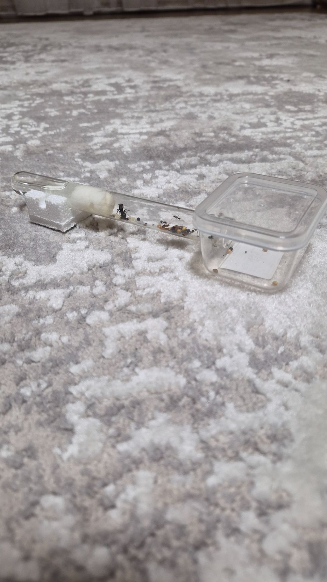 Муравьи вид Мессор структор