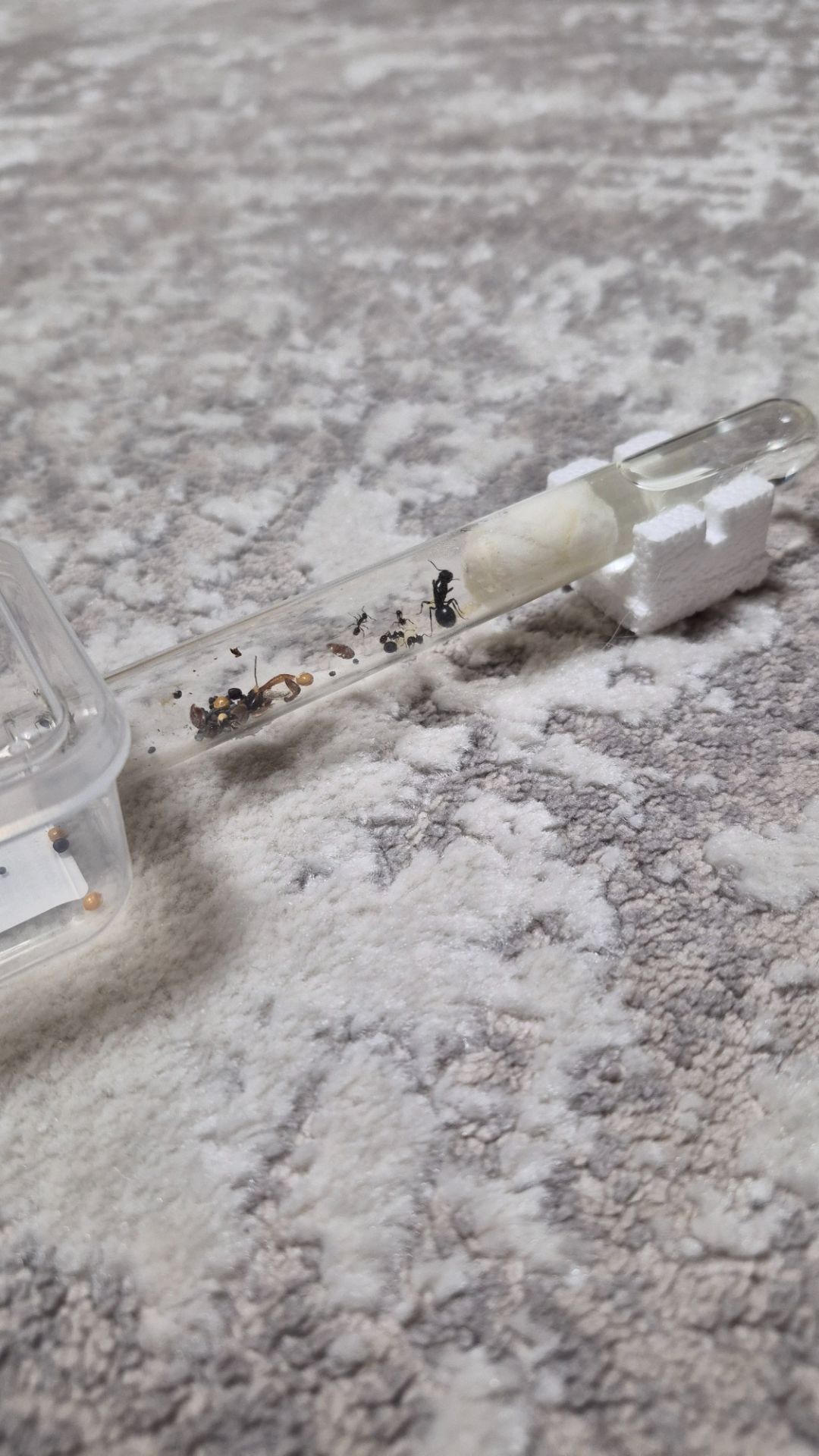 Муравьи вид Мессор структор