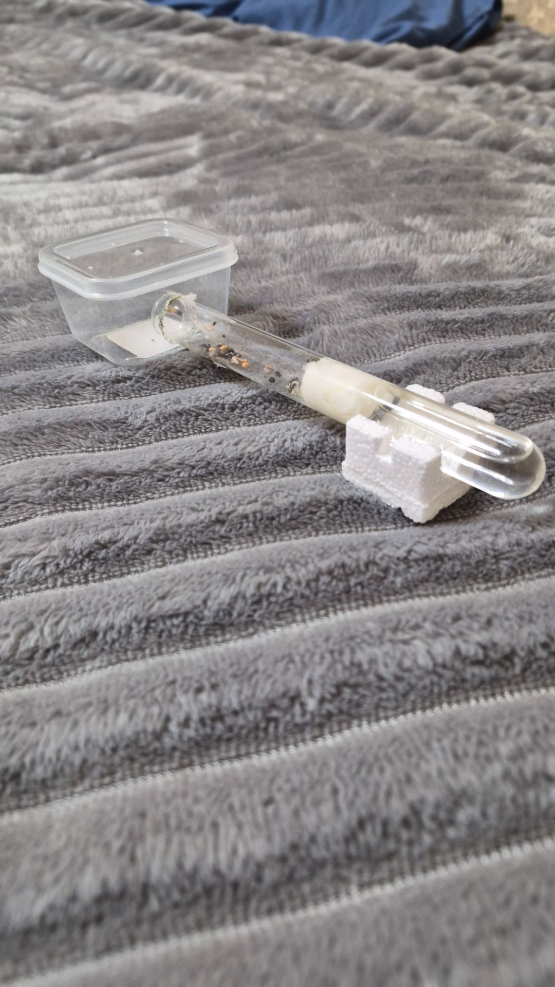 Муравьи вид Мессор структор