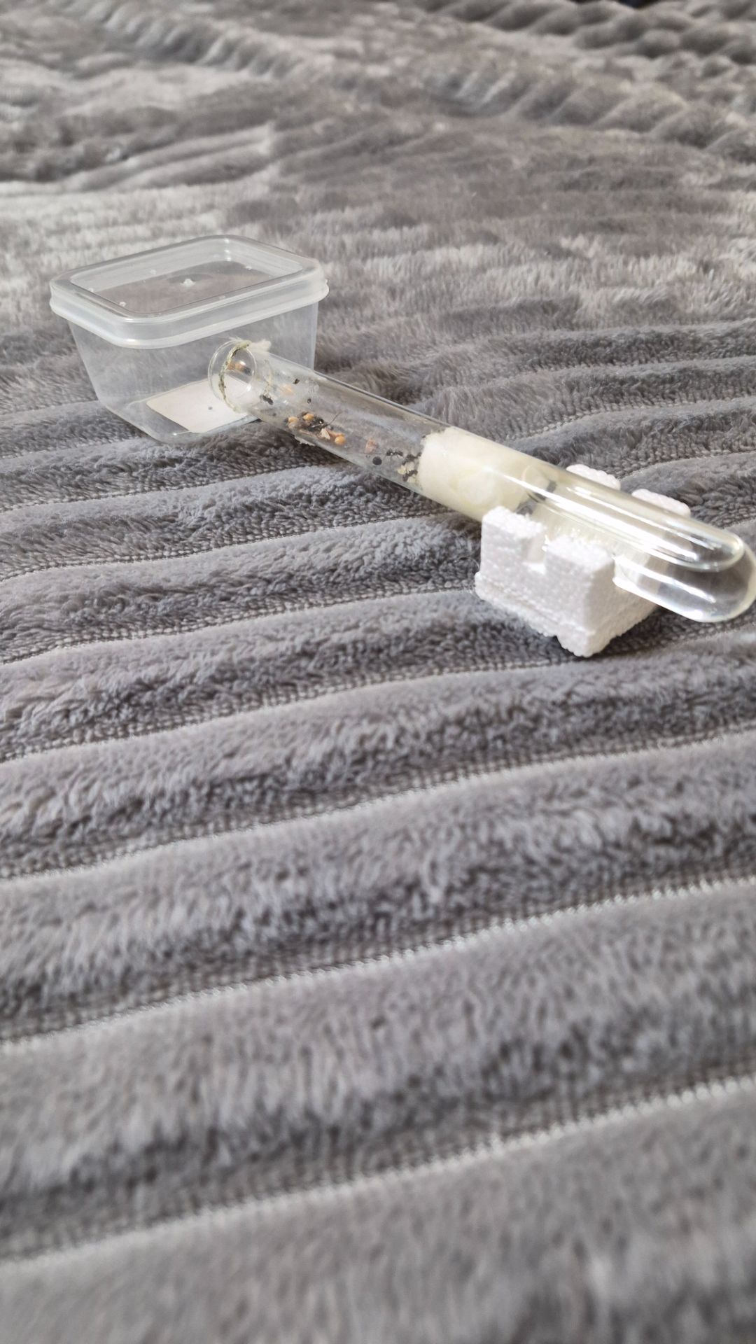 Муравьи вид Мессор структор