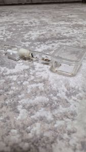 Муравьи вид Мессор структор