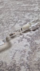 Муравьи вид Мессор структор