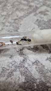 Муравьи вид Мессор структор