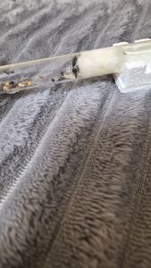 Муравьи вид Мессор структор