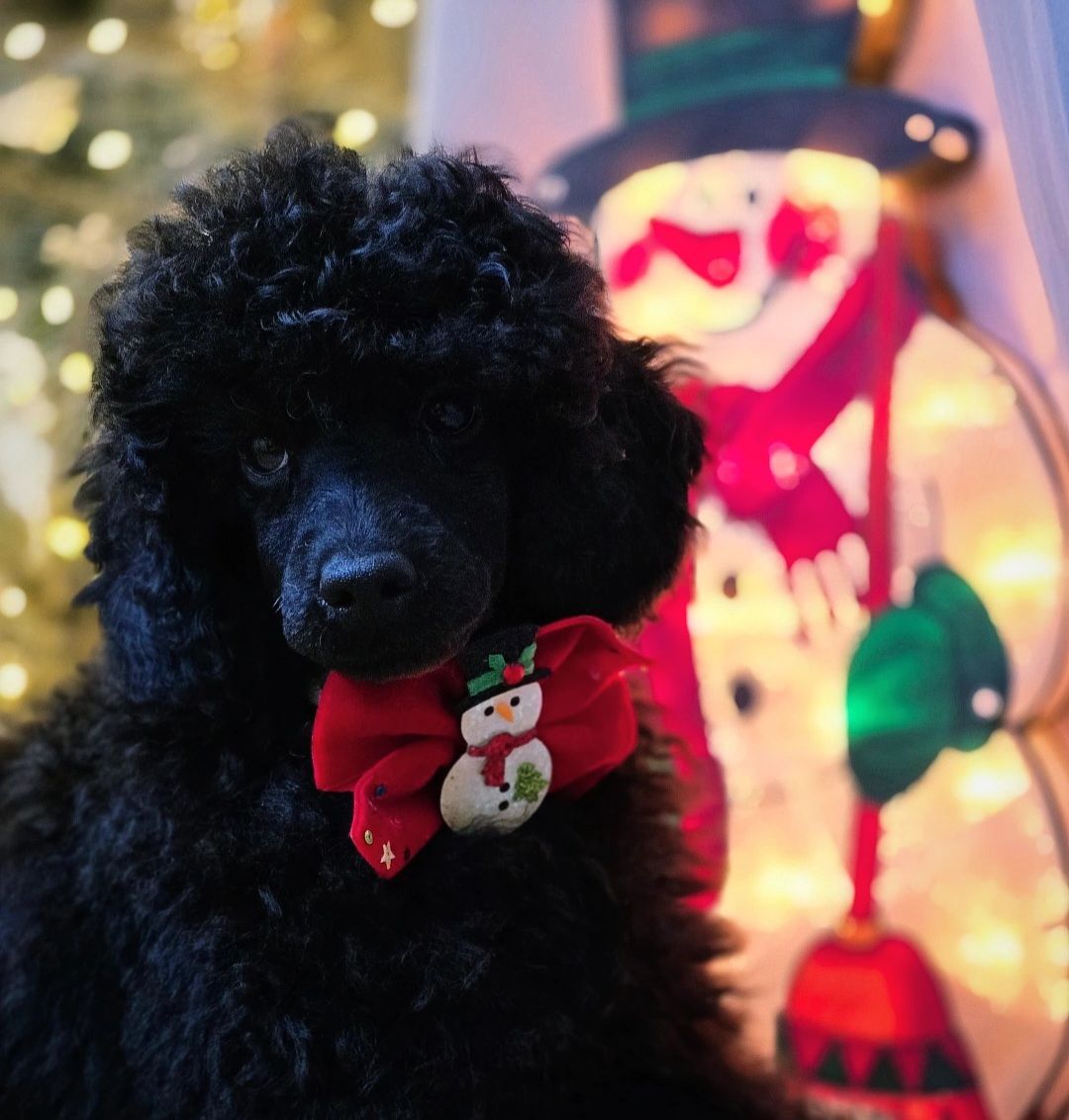 Щенок чёрного пуделя