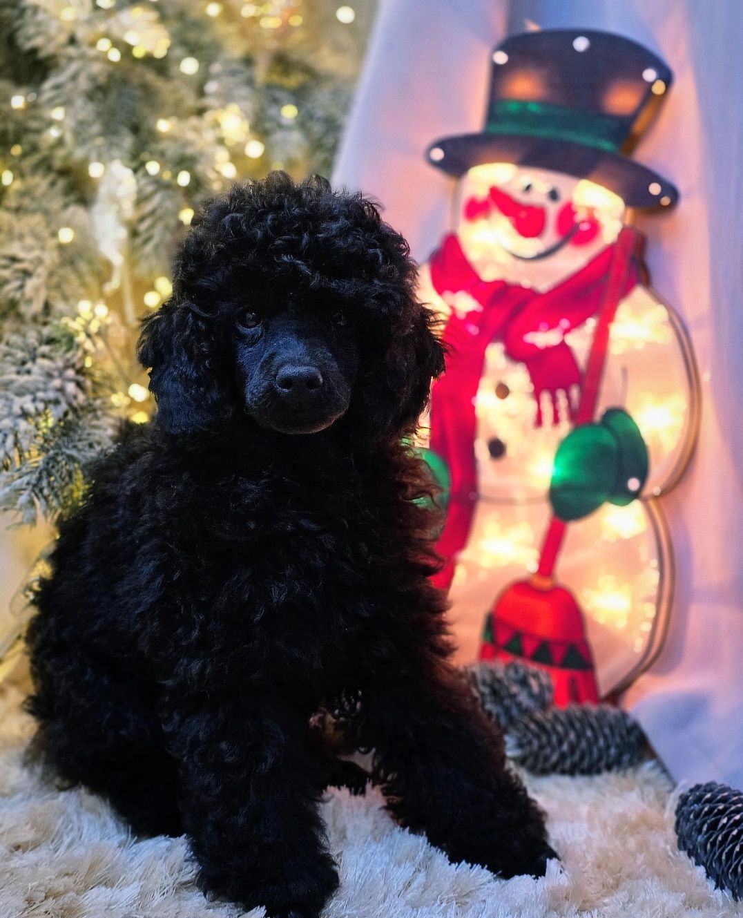 Щенок чёрного пуделя