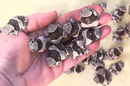 Жабовидная квакша. Арлекин