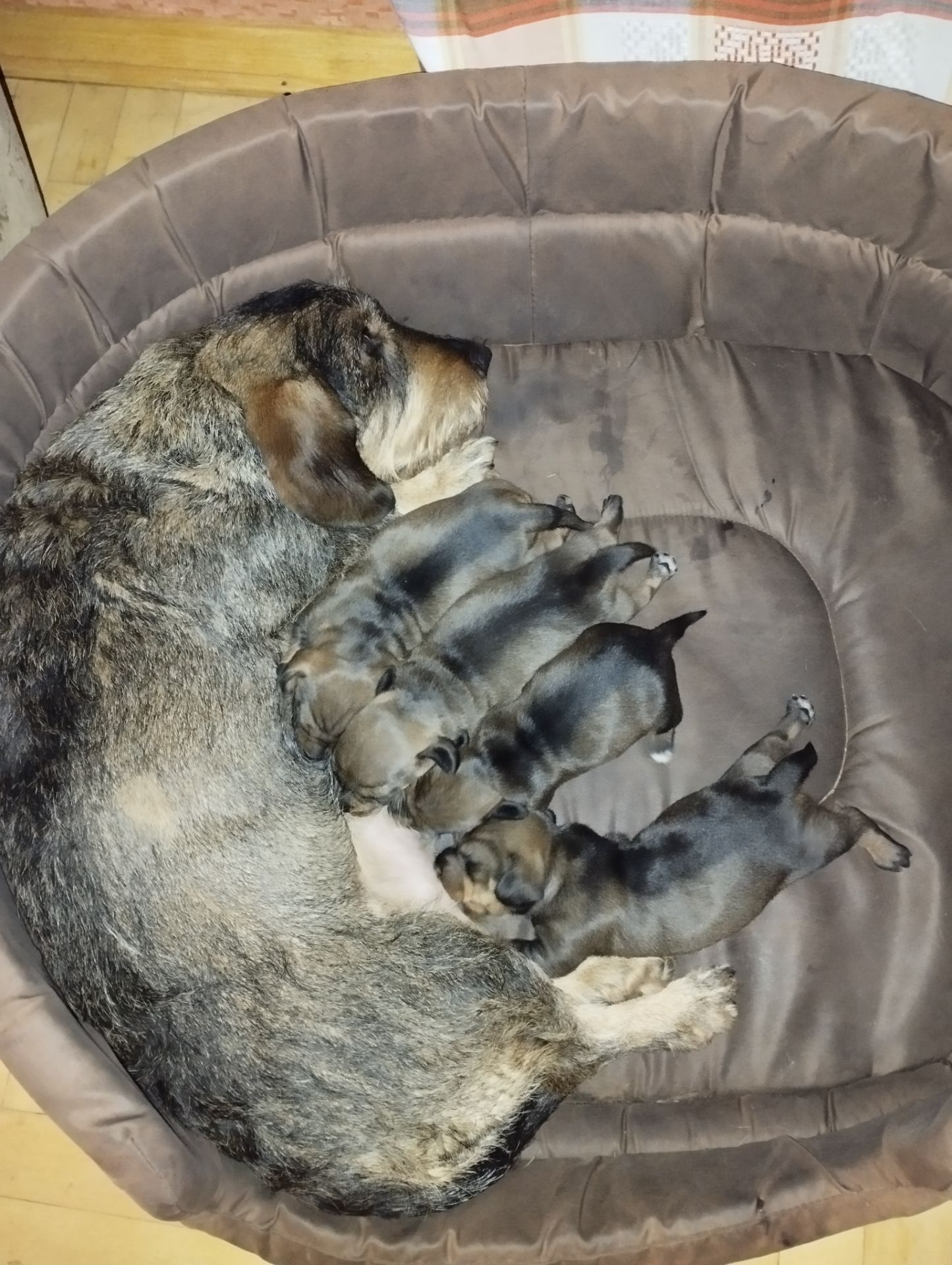 Цуценята такси жесткошерстної