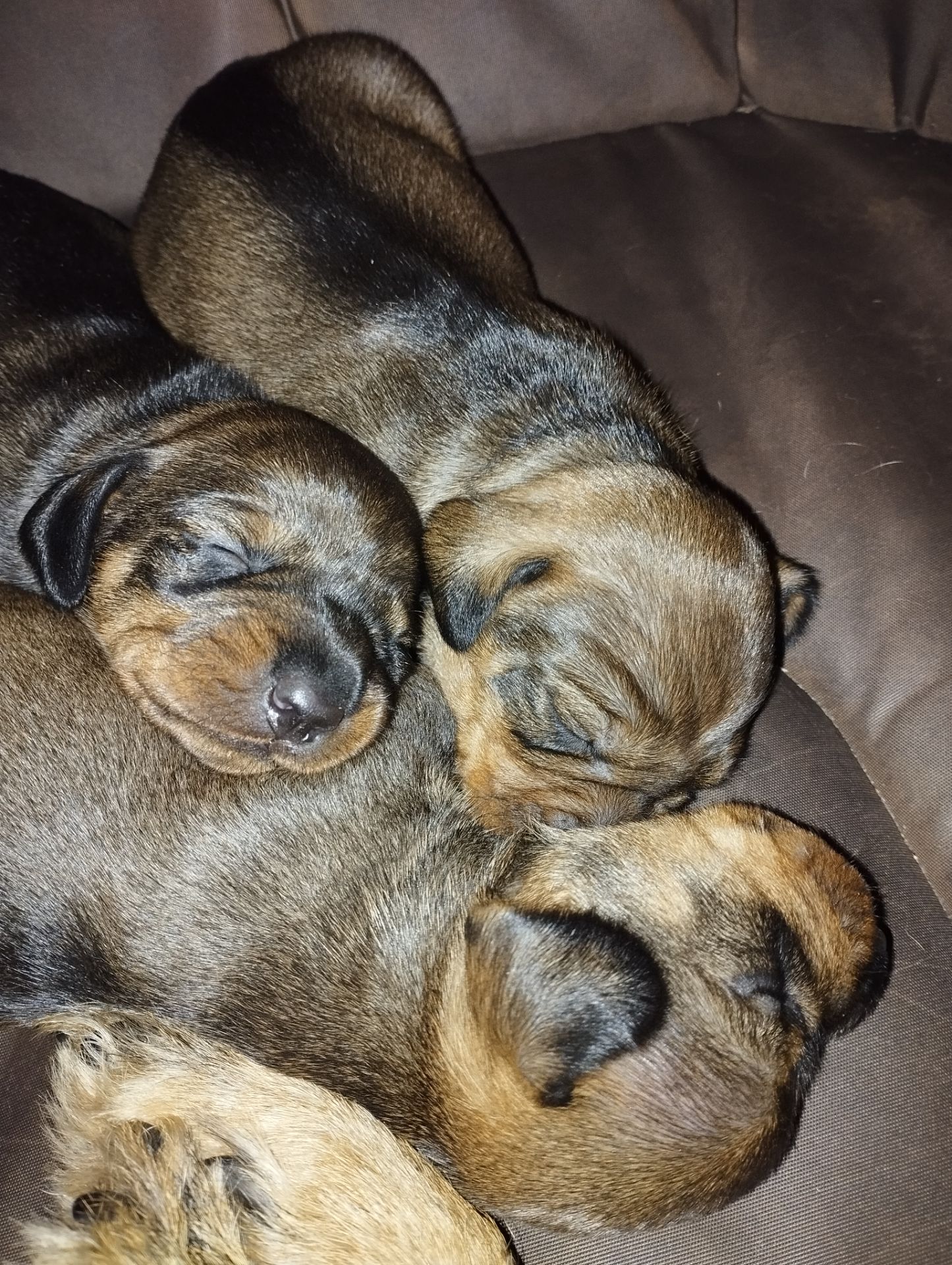 Цуценята такси жесткошерстної