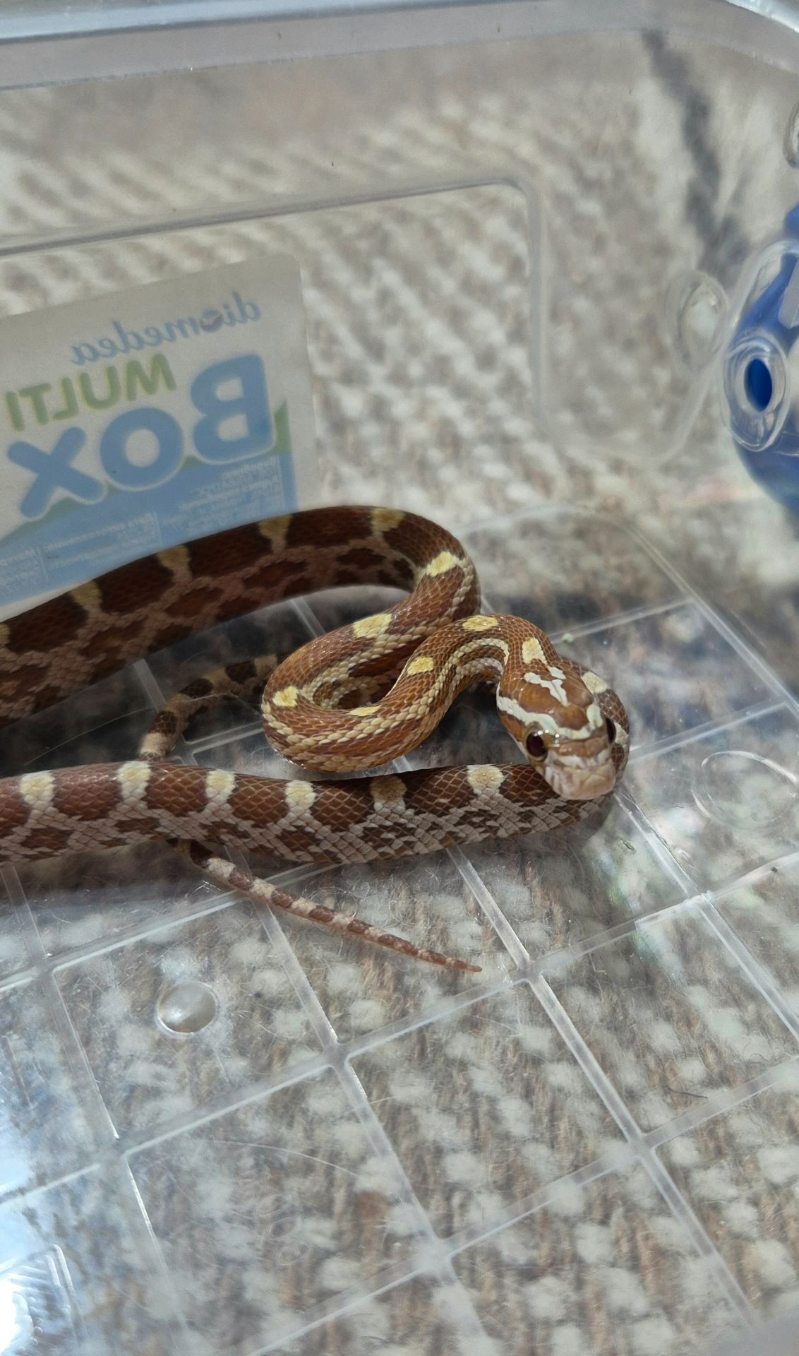 Маїсові полози