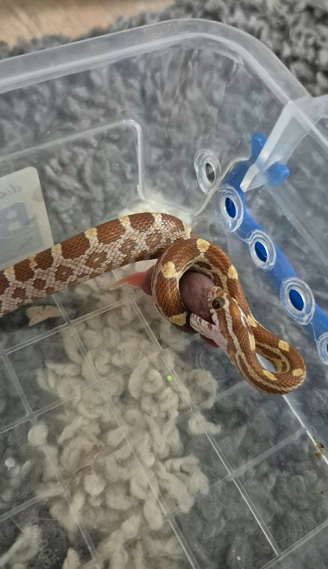 Маїсові полози