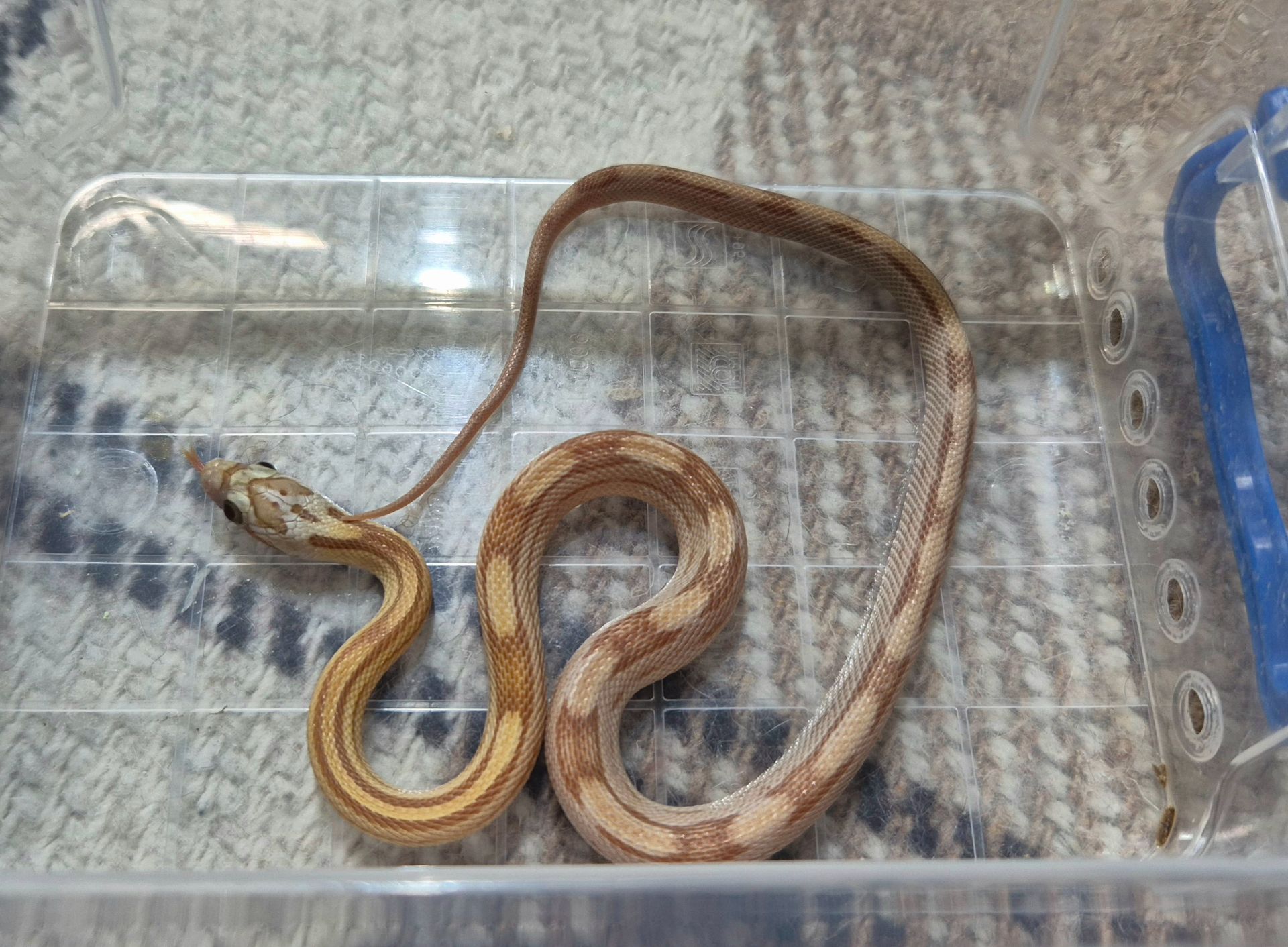 Маїсові полози