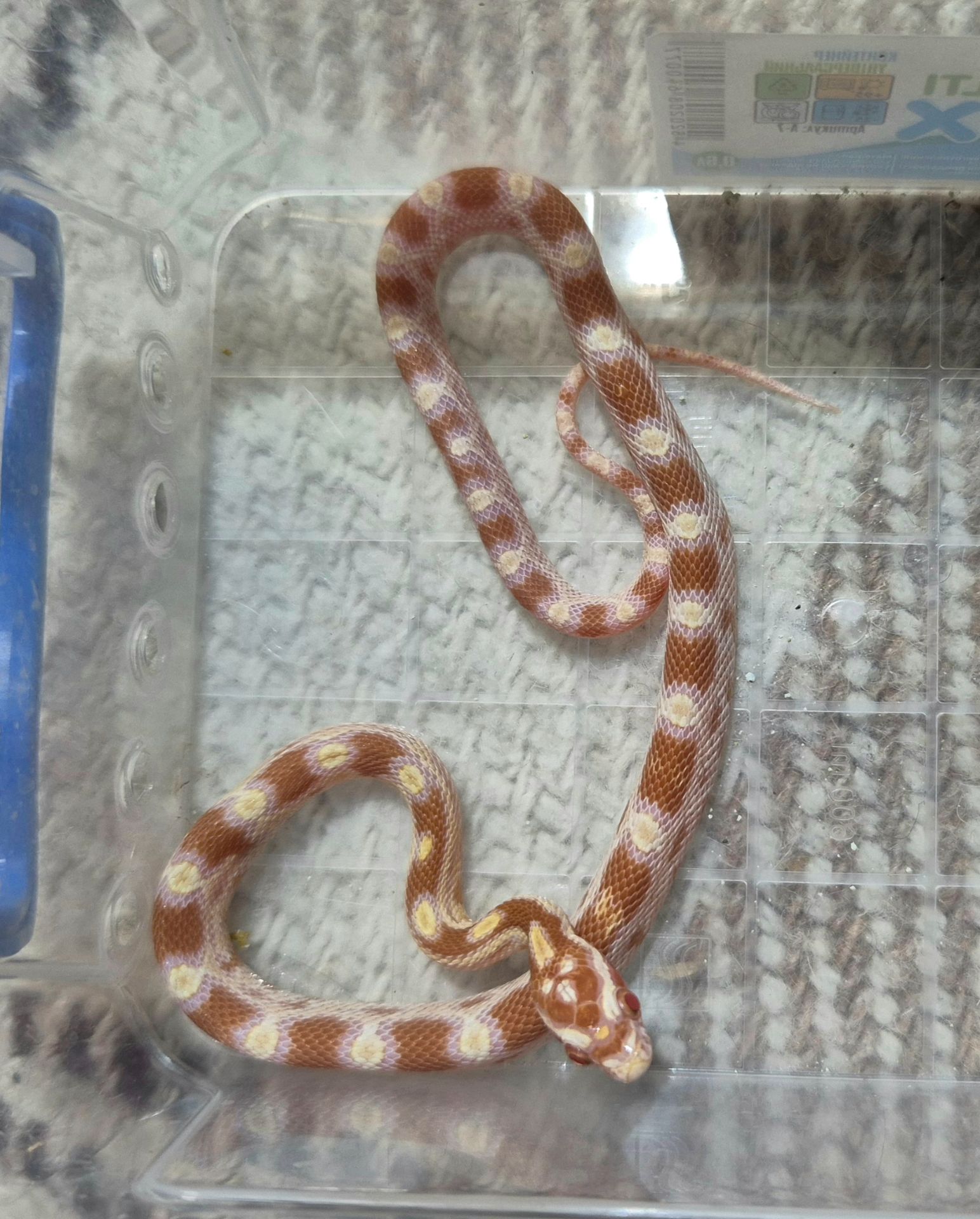 Маїсові полози