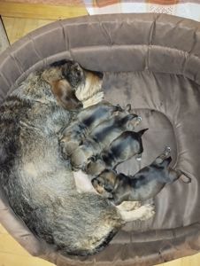 Цуценята такси жесткошерстної