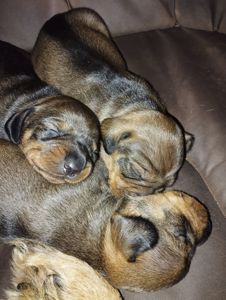 Цуценята такси жесткошерстної