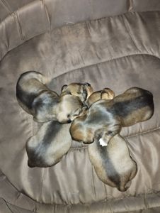 Цуценята такси жесткошерстної